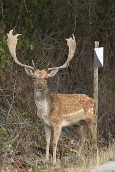 Dama dama, Spain, hunting reserve sign