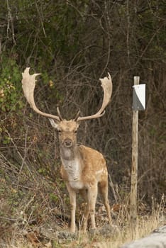 Fallow Deers, Dama dama, Spain, hunting reserve sign