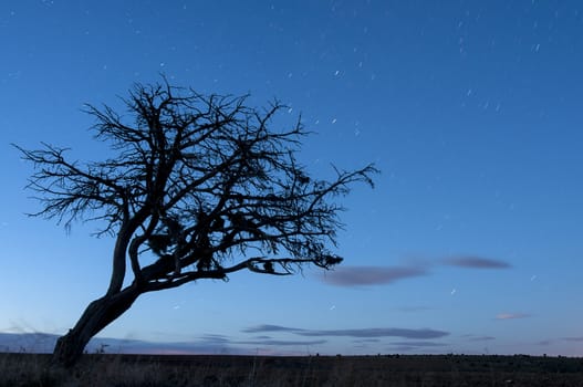 Night landscape, oak, stars, clouds, silhouette