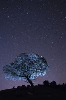 Night landscape, oak, stars, clouds, silhouette