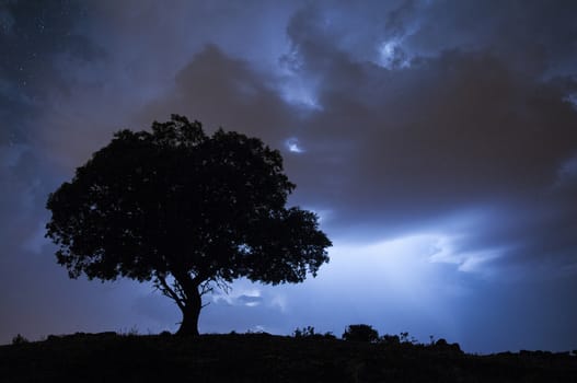 Night landscape, oak, stars, clouds, silhouette