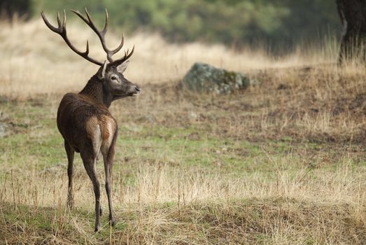 Red deer, Cervus elaphus, Wild