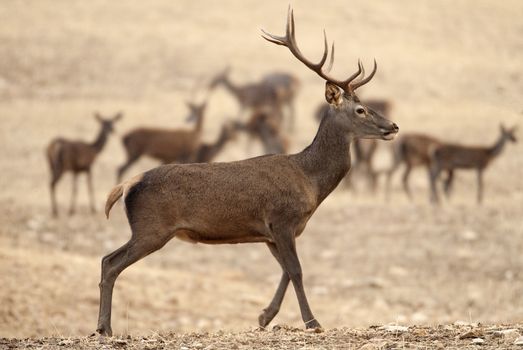 Red deer, Cervus elaphus, Wild