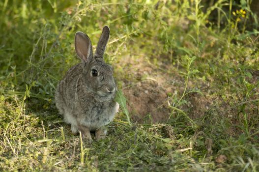 Rabbit portrait in the natural habitat, life in the meadow. European rabbit, Oryctolagus cuniculus