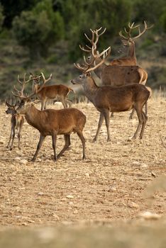 Red deer, Cervus elaphus, Wild