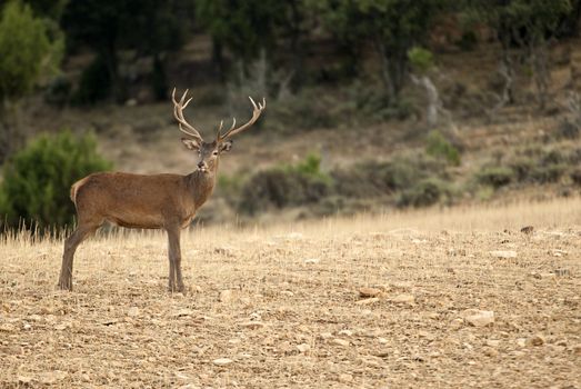 Red deer, Cervus elaphus, Wild