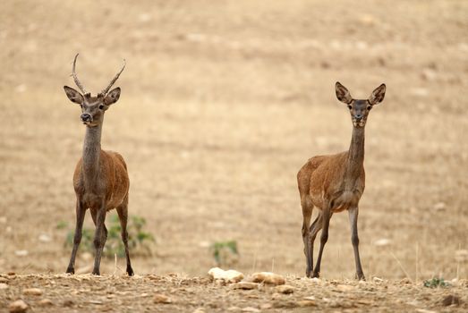 Red deer, Cervus elaphus, Wild