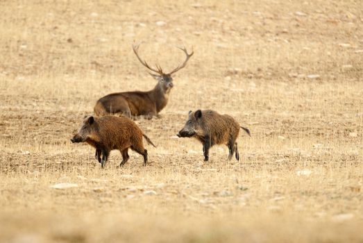 Red deer, Cervus elaphus, and wild boar, sus scrofa