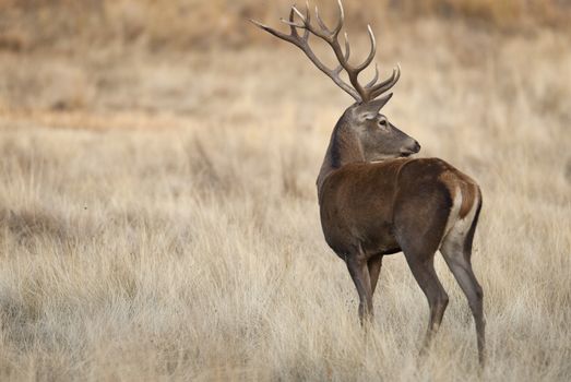 Red deer, Cervus elaphus, Wild