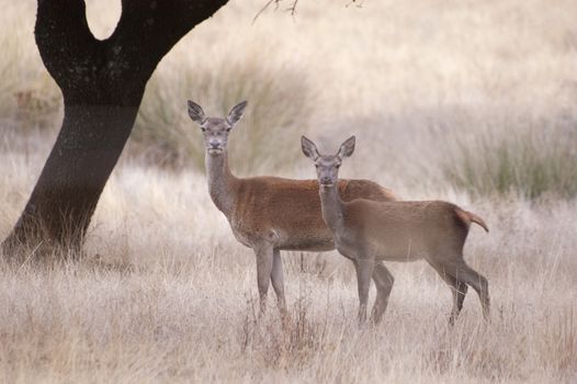 Red deer, Cervus elaphus, Wild