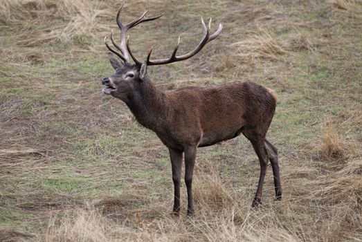 Red Deer, Deers, Cervus elaphus - Rut time, stag, Red deer roari