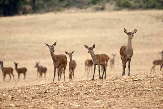 Red deer, Cervus elaphus, Wild