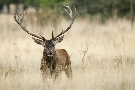 Red deer, Cervus elaphus, Wild