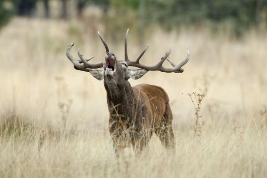 Red Deer, Deers, Cervus elaphus - Rut time, stag, Red deer roaring