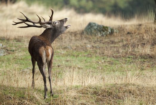 Red Deer, Deers, Cervus elaphus - Rut time, stag, Red deer roaring