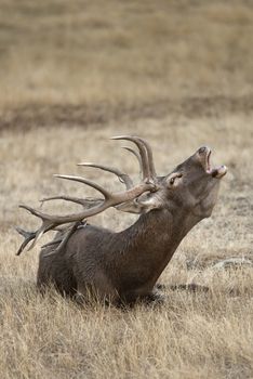 Red Deer, Deers, Cervus elaphus - Rut time, stag, Red deer roaring