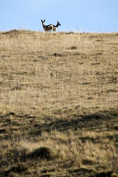 Roe deer, Capreolus capreolus