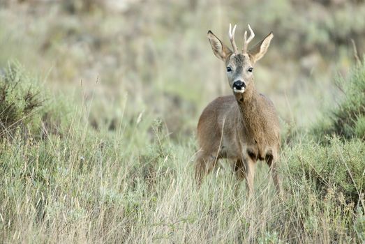 Roe deer, Capreolus capreolus