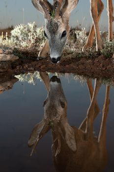 Roe Deer, Capreolus capreolus, drinking water with reflection.jpg