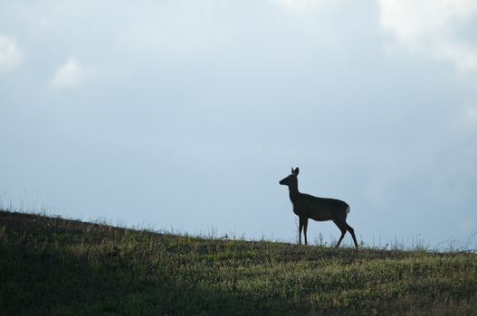 Roe Deer, Capreolus capreolus, Silhouette