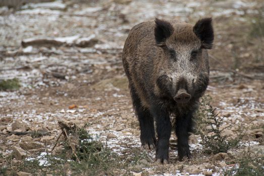 wild boar, sus scrofa, spain