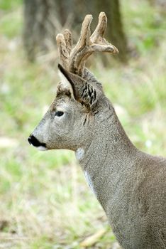 Roe deer, Capreolus capreolus