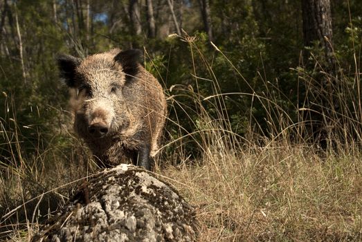 wild boar, sus scrofa, spain