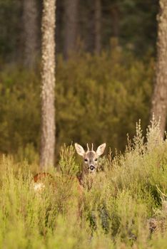 Roe deer, Capreolus capreolus