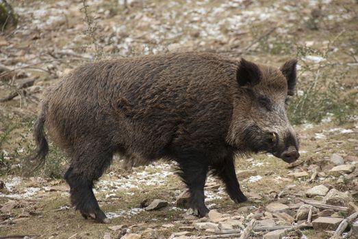 wild boar, sus scrofa, spain