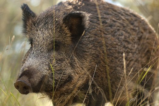 wild boar, sus scrofa, spain