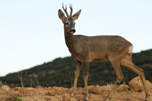 Roe deer, Capreolus capreolus