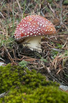 Amanita muscaria, mushroom in the forest