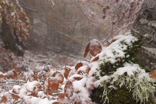 Beech leaves and trunk in snow, colors, autumn