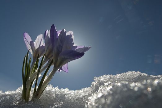 Colchicum autumnale, Mountain Merendera. remove shops, Flower in the snow