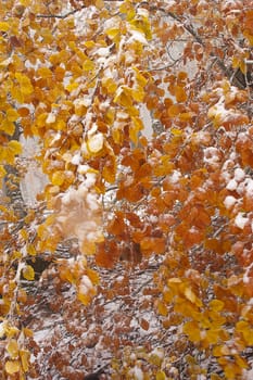 Beech leaves in the snow, colors, autumn