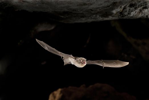 Common bent-wing bat, cave bat flying