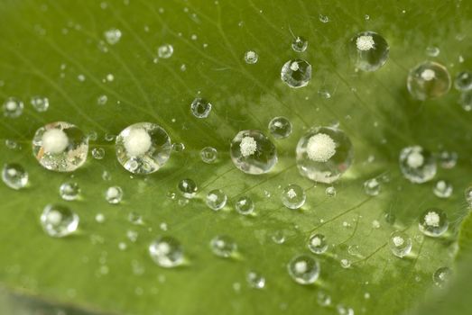 Drops of water on a leaf after the rain