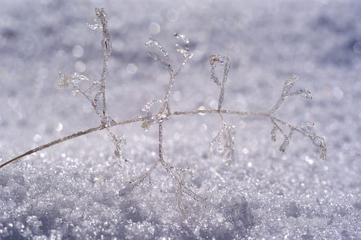 Formations of ice on a small branch in the snow, frost