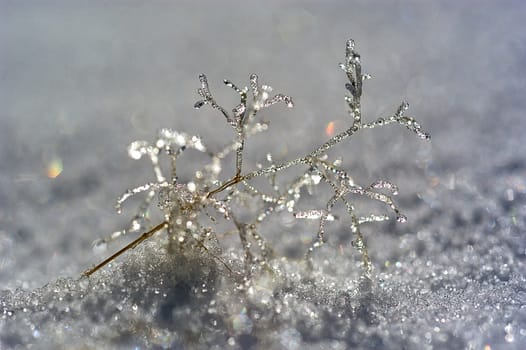 Formations of ice on a small branch in the snow, frost