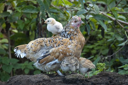 Hen with her chicks, protecting herself under her mother's feathers