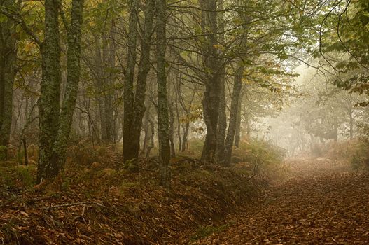 Landscape of chestnut trees, colors of Autumn, Extremadura, Spain