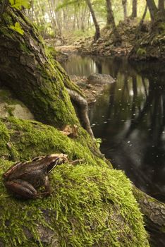 Iberian frog, leggy frog, on the riverbank, aquatic fauna