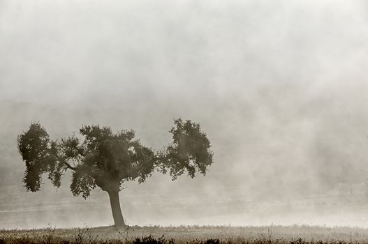 Landscape of oak with fog, pasture, Extremadura