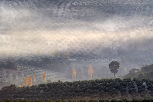 Landscape of olive fields with fog, olive grove, Jaen, Spain