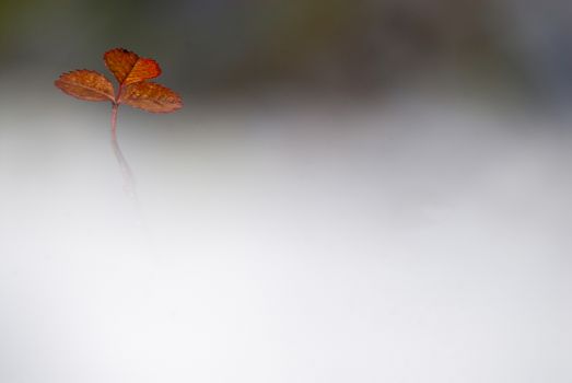 Leaf among the fog, autumn colors