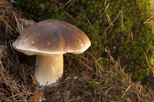 Mushroom, boletus edulis, in pine forest