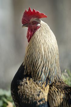 portrait of Rooster, crest of rooster