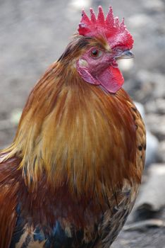 portrait of Rooster, crest of rooster