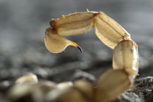 Scorpion, Buthus occitanus, yellow scorpion, sting