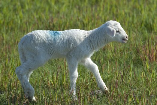 Sheep, eating in the green meadow, little lambs